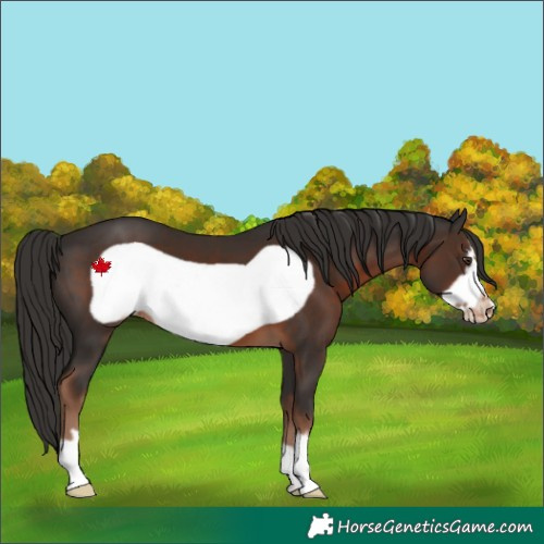 Horse Color:Liver Chestnut Frame Appaloosa 