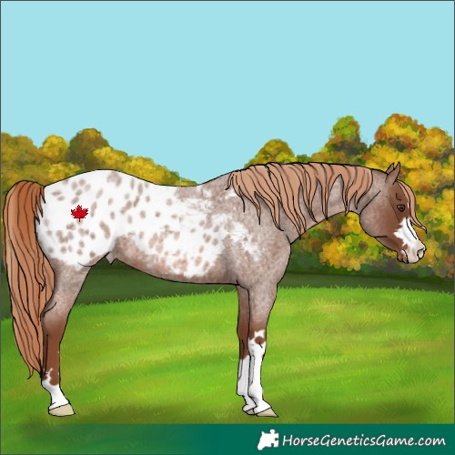 Horse Color:Red Roan Appaloosa