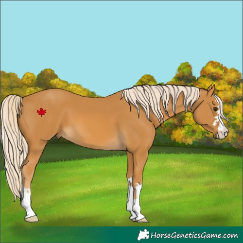 Horse Color:Palomino 