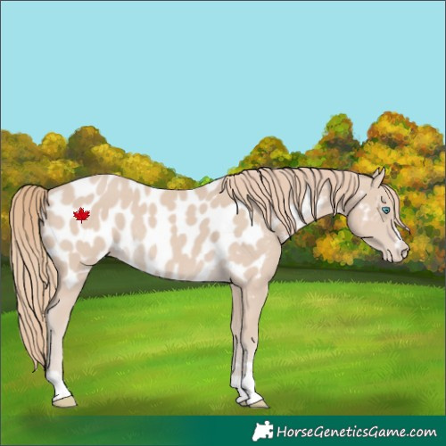 Horse Color:Smoky Creme Near Leopard Rabicano 