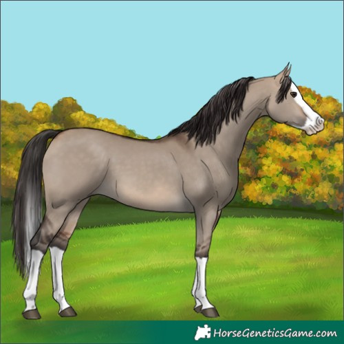 Horse Color:Unknown 