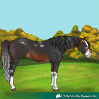 Horse Color:Brown Splash 