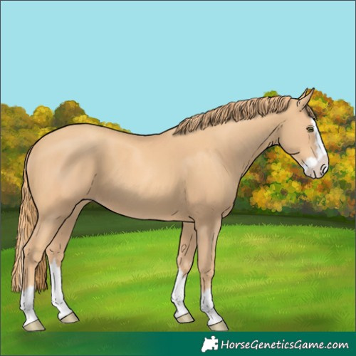 Horse Color:Gold Champagne Splash