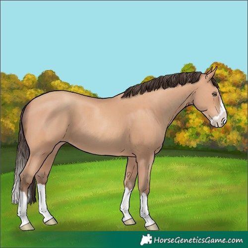 Horse Color:Amber Champagne Splash 