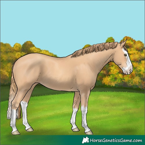 Horse Color:Gold Champagne Splash
