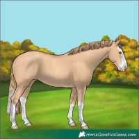 Horse Color:Gold Champagne Splash 