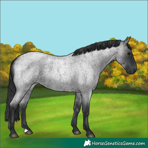 Horse Color:Blue Roan 