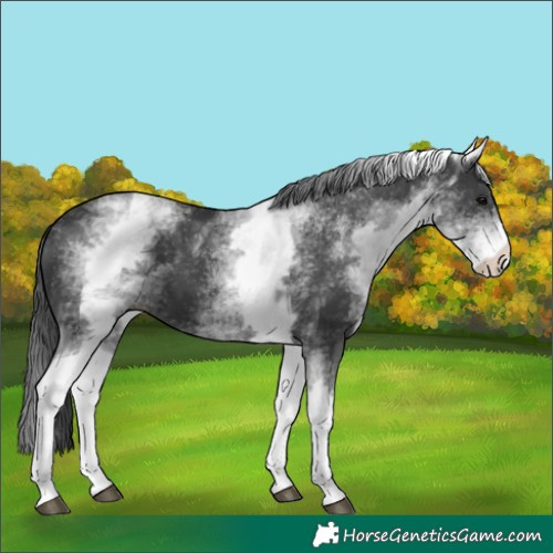 Horse Color:White Spotted Black 