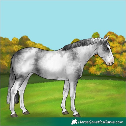 Horse Color:White Spotted Black Splash