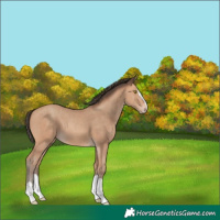 Horse Color:Amber Champagne Splash 