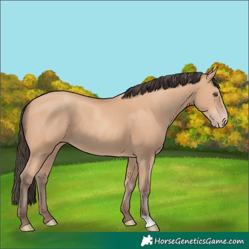 Horse Color:Amber Champagne 