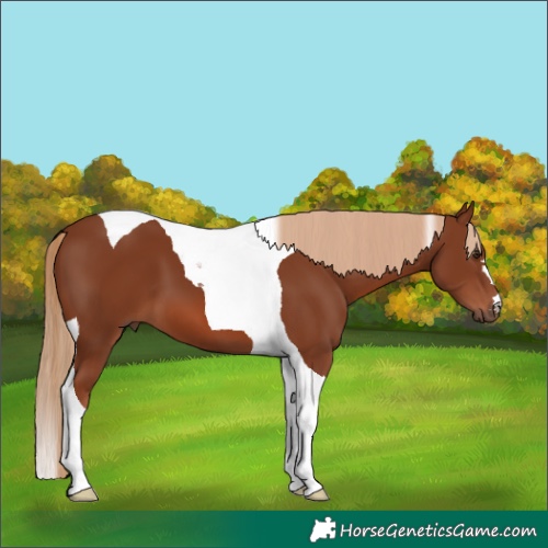 Horse Color:Chestnut Tobiano 