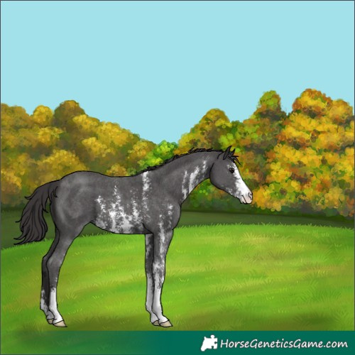 Horse Color:Smoky Black Sabino