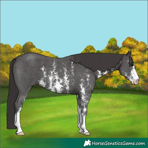 Horse Color:Smoky Black Sabino