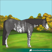 Horse Color:Smoky Black Sabino