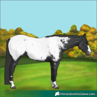 Horse Color:Black Appaloosa 