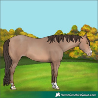 Horse Color:Amber Champagne 