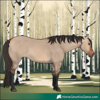 Horse Color:Bay Dun 