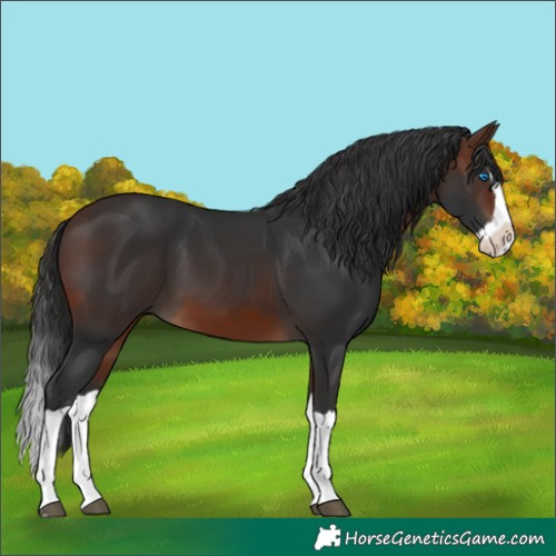 Horse Color:Brown Splash 