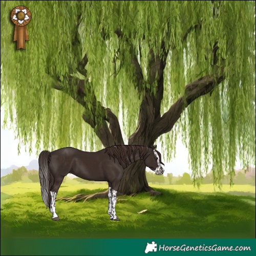 Horse Color:Liver Chestnut and Liver Chestnut Splash
