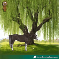 Horse Color:Liver Chestnut  and Liver Chestnut Splash 