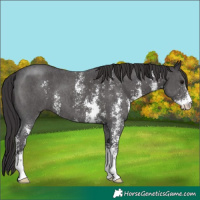 Horse Color:Smoky Black Sabino 