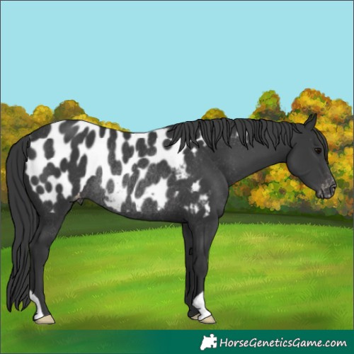 Horse Color:Black Appaloosa Rabicano 
