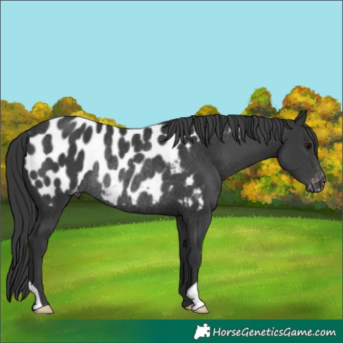 Horse Color:Black Blanket Rabicano 