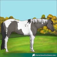 Horse Color:Grullo Tobiano 