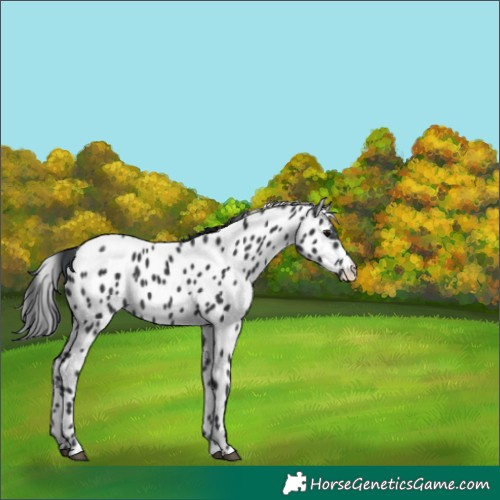Horse Color:Black Leopard 