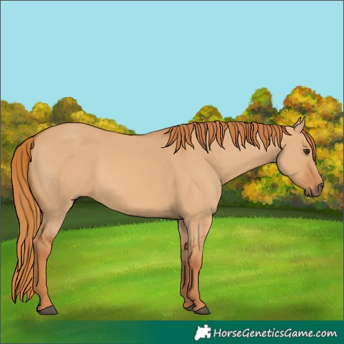 Horse Color:Unknown 
