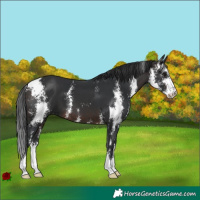 Horse Color:Brown Sabino