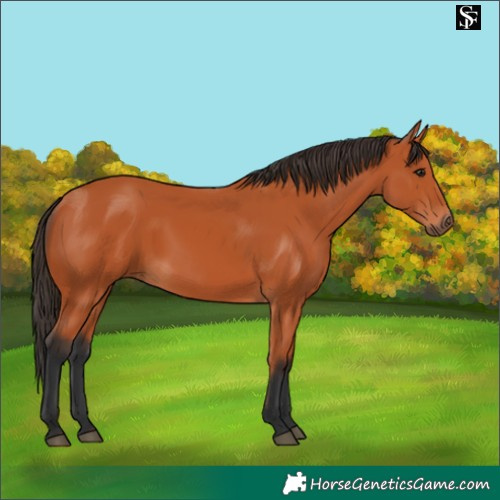 Horse Color:Bay 