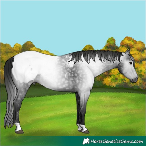 Horse Color:Gray Black Snowcap Rabicano 