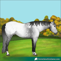 Horse Color:Gray Black Snowcap Rabicano