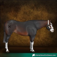 Horse Color:Bay Splash 