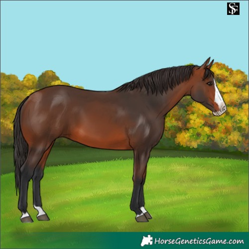 Horse Color:Bay Splash 