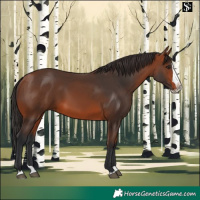 Horse Color:Bay Splash 