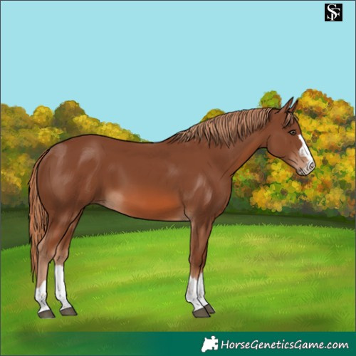 Horse Color:Chestnut 
