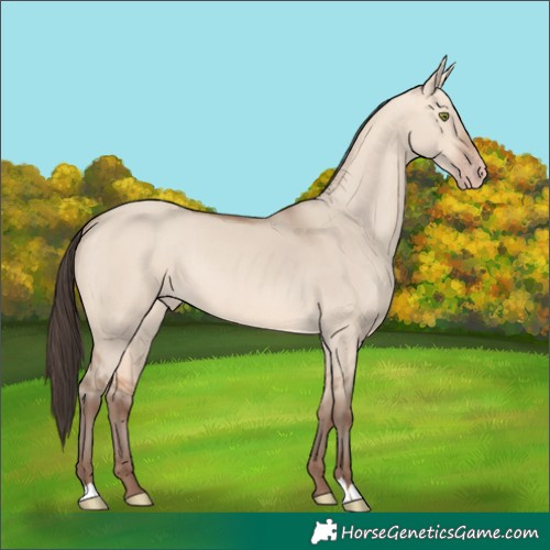 Horse Color:Amber Champagne Dun 