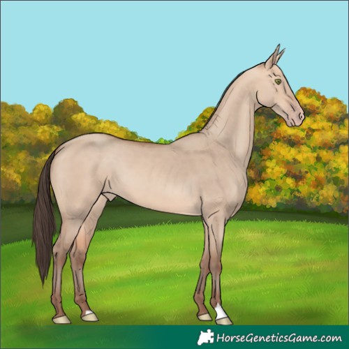 Horse Color:Amber Champagne Dun 