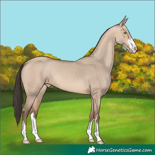 Horse Color:Amber Champagne Dun 
