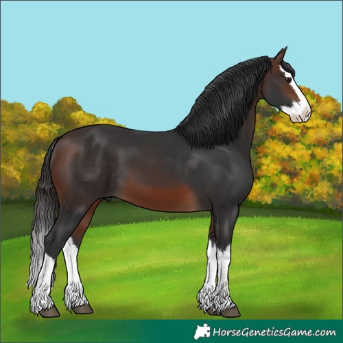 Horse Color:Brown Splash 