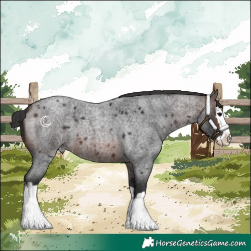 Horse Color:Brown Roan Splash 