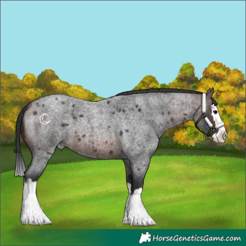 Horse Color:Brown Roan Splash 