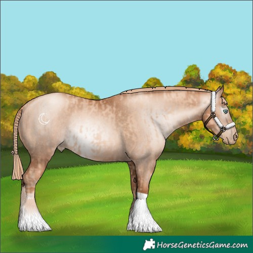 Horse Color:Gold Champagne Pearl Rabicano  and Gray Gold Champagne Pearl Rabicano 