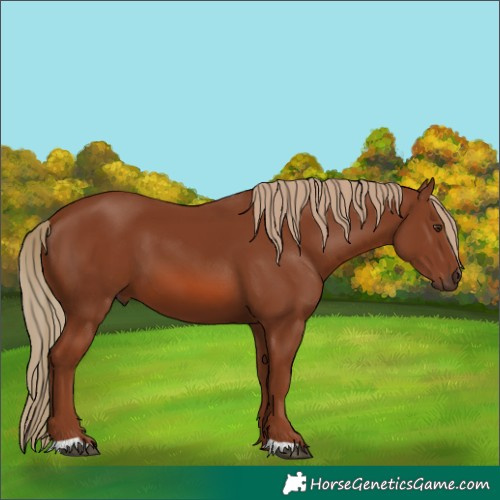 Horse Color:Chestnut 