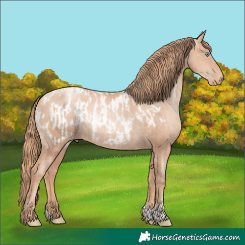 Horse Color:Gold Champagne Pearl Rabicano  and Gold Champagne Pearl Appaloosa Rabicano 