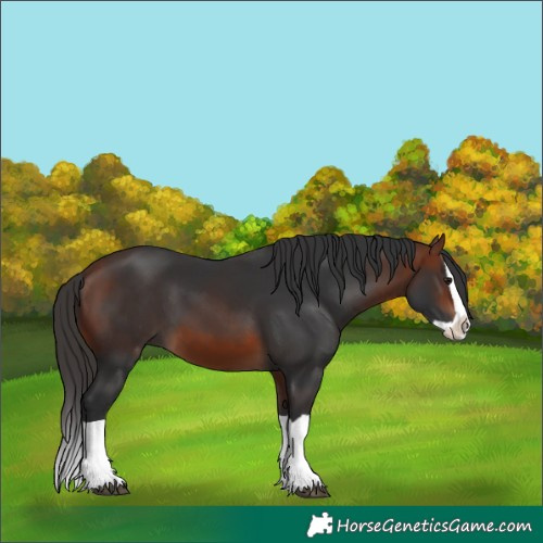Horse Color:Bay Splash 