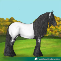 Horse Color:Black Appaloosa 
